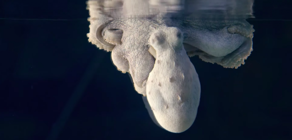 octopus dreaming polipo | Collater.al