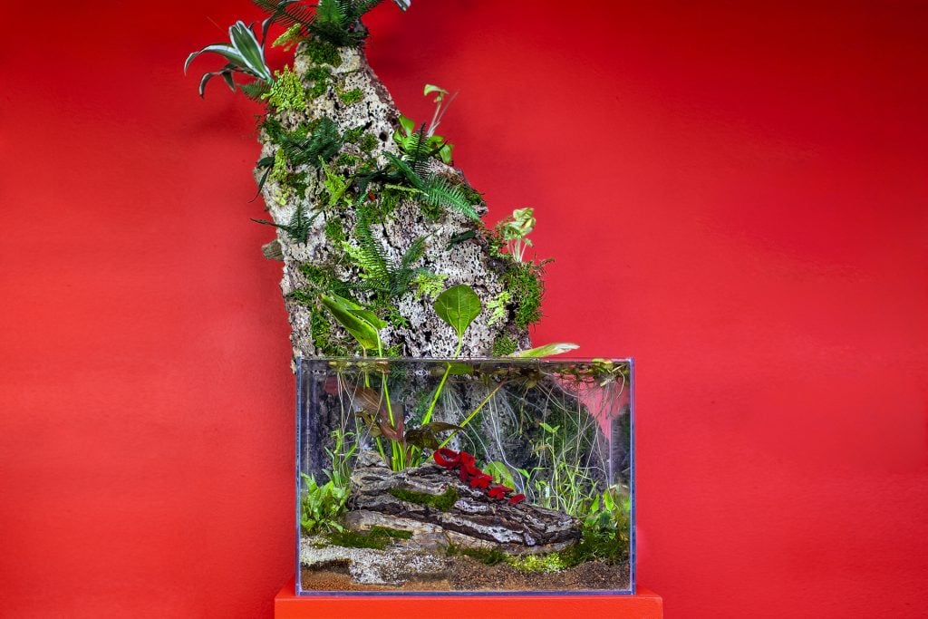 Christophe Guinet Monsieur Plant Sneakerium | Collater.al