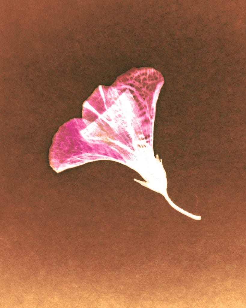 suresh serafini