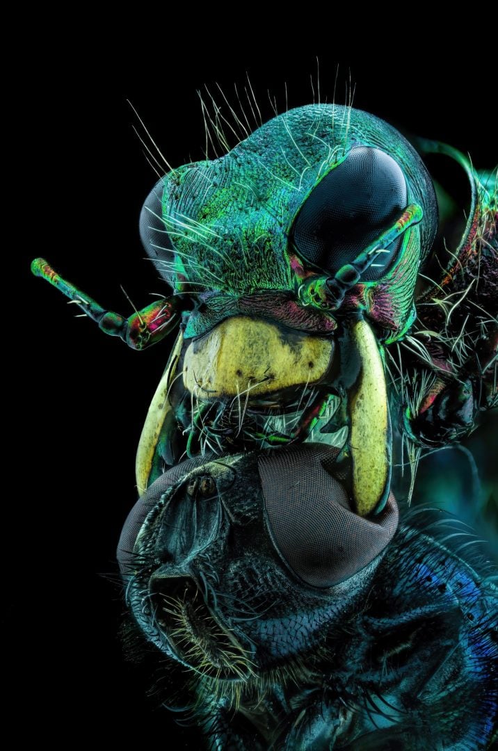 Microscope Photgraphy The best microscope photos of 2022 according to Nikon | Collater.al
